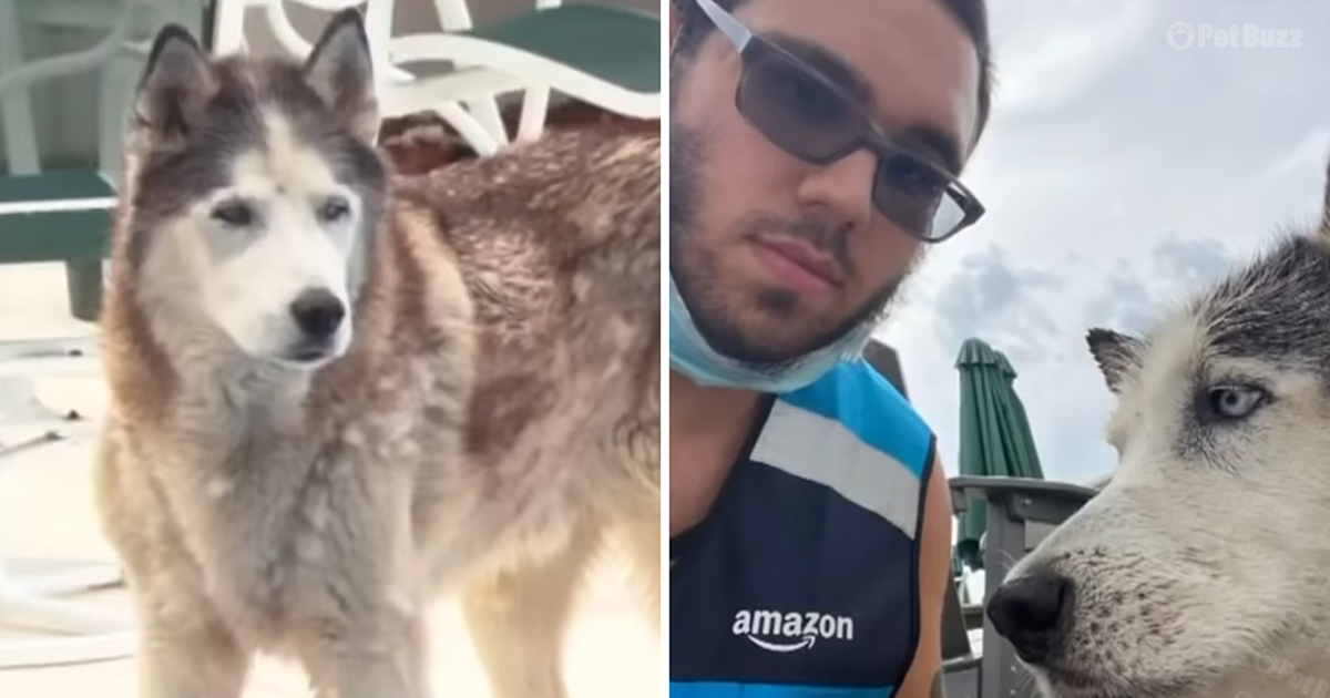 Husky saved from drowning