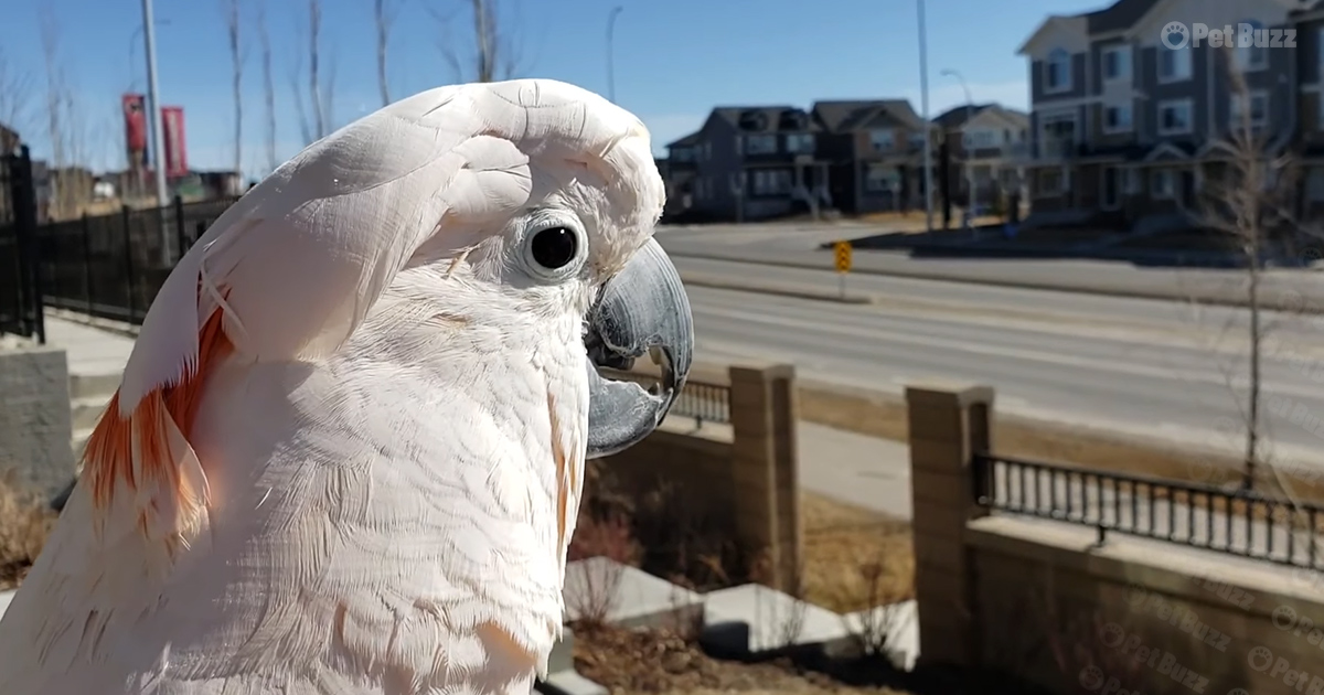 Moluccan parrot