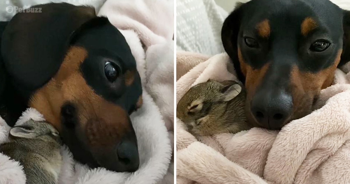 Dachshund and baby bunny