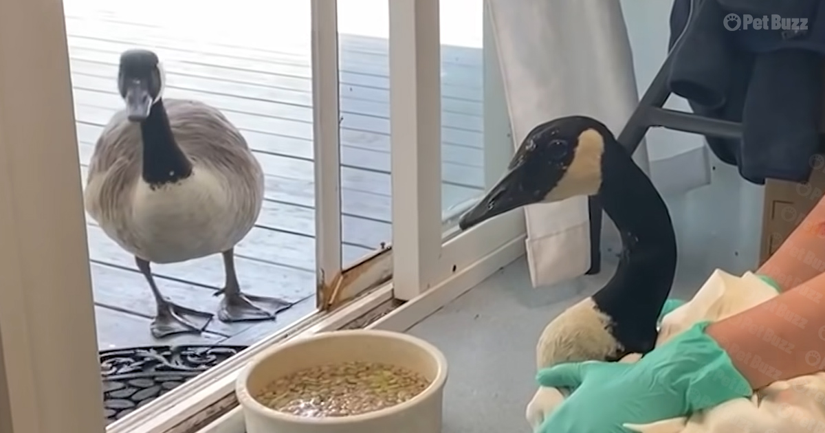 goose's epic reaction