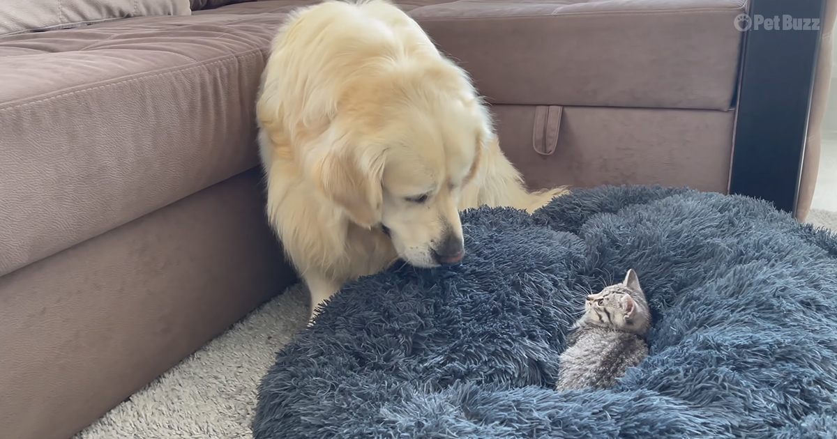 Golden Retriever and tiny kitten