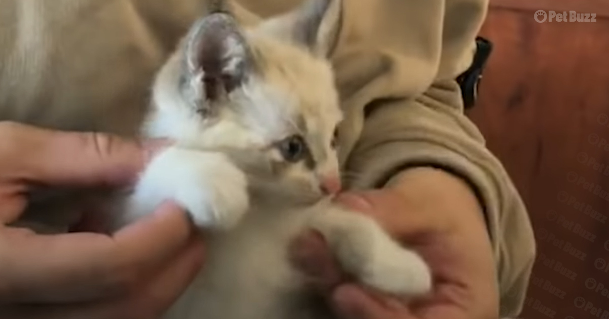 rescue kitten