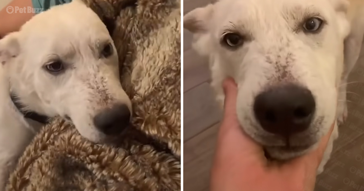 Homeless Husky rescued