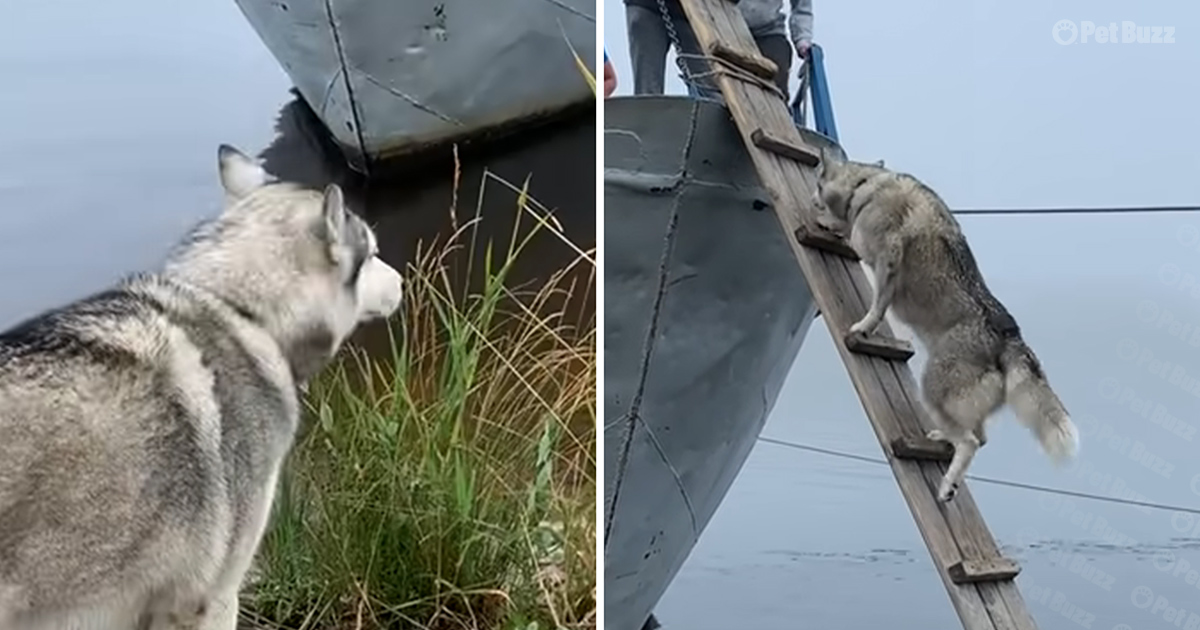 Husky climbs straight up a ladder