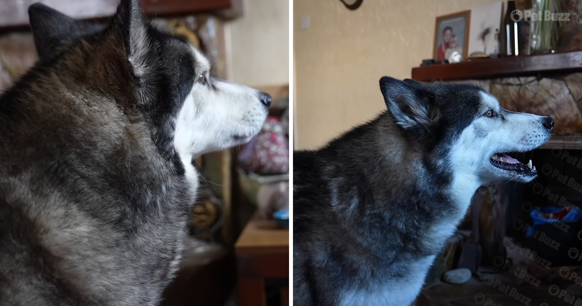 Husky watches local weatherman