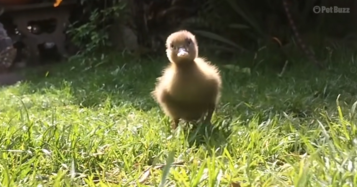 rarest ducklings on earth
