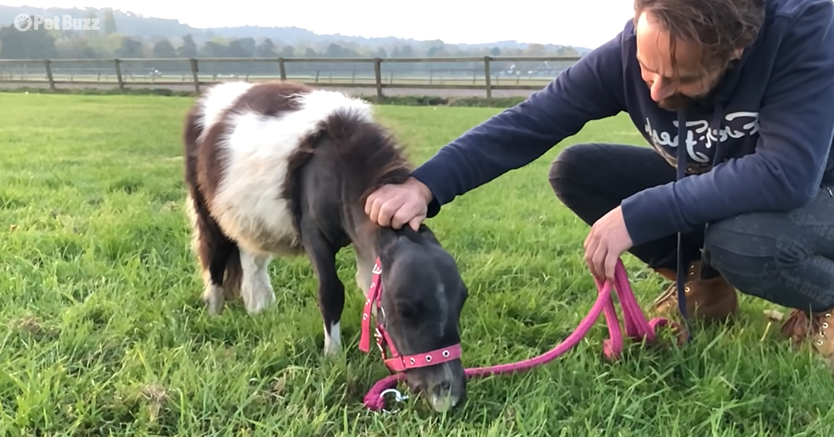 Man rescues the smallest horse