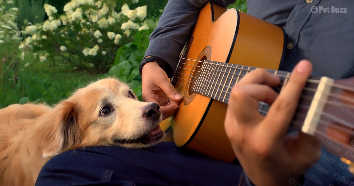 Maple, the Golden Retriever dog
