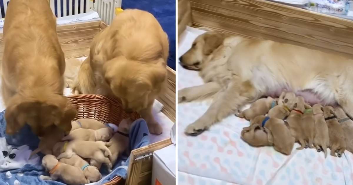 Golden Retrievers