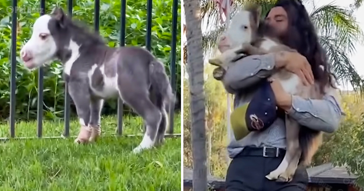 Smallest horse in the world