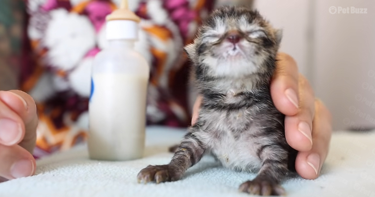 Adorable Kitten