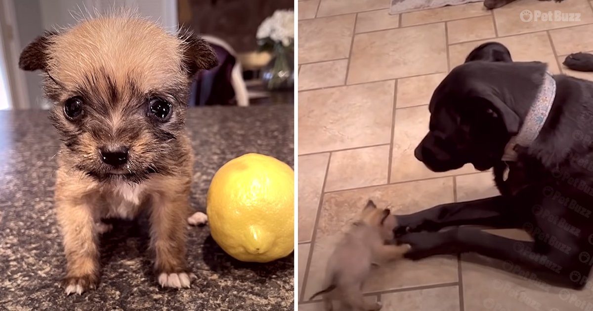 Tiny 10-ounce rescue puppy terrifies 75-pound Boxer