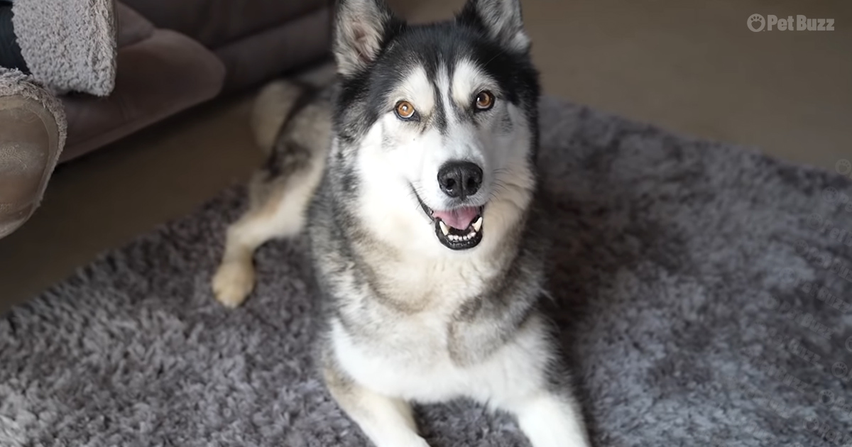 Husky keeps asking for his surprise