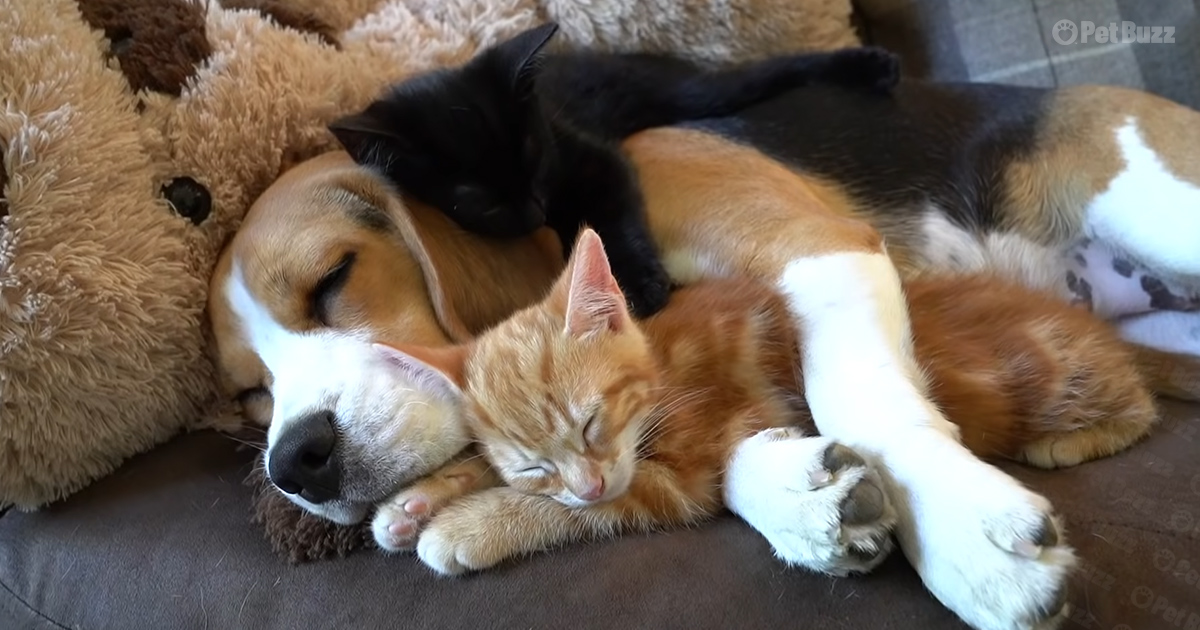 Beagle and 2 tiny kittens