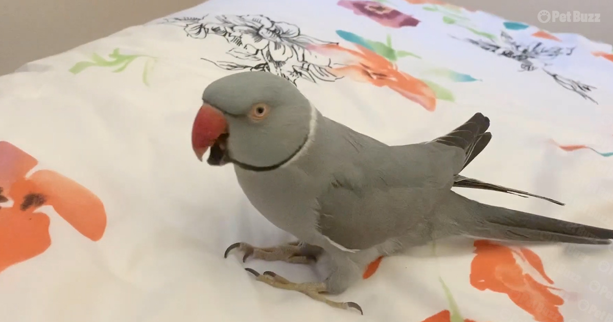 Indian Ringneck parrot