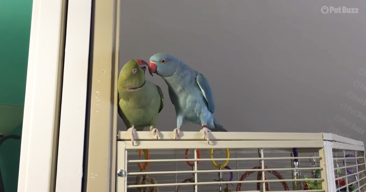Chatty parakeet pair