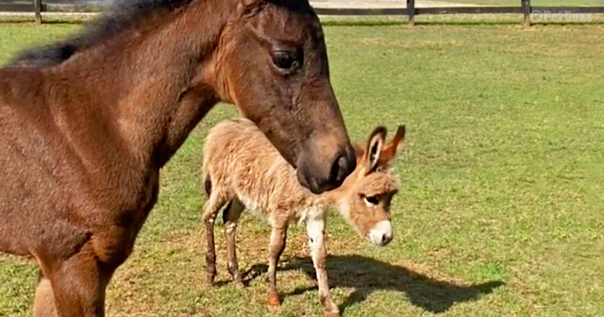 Orphaned baby donkey