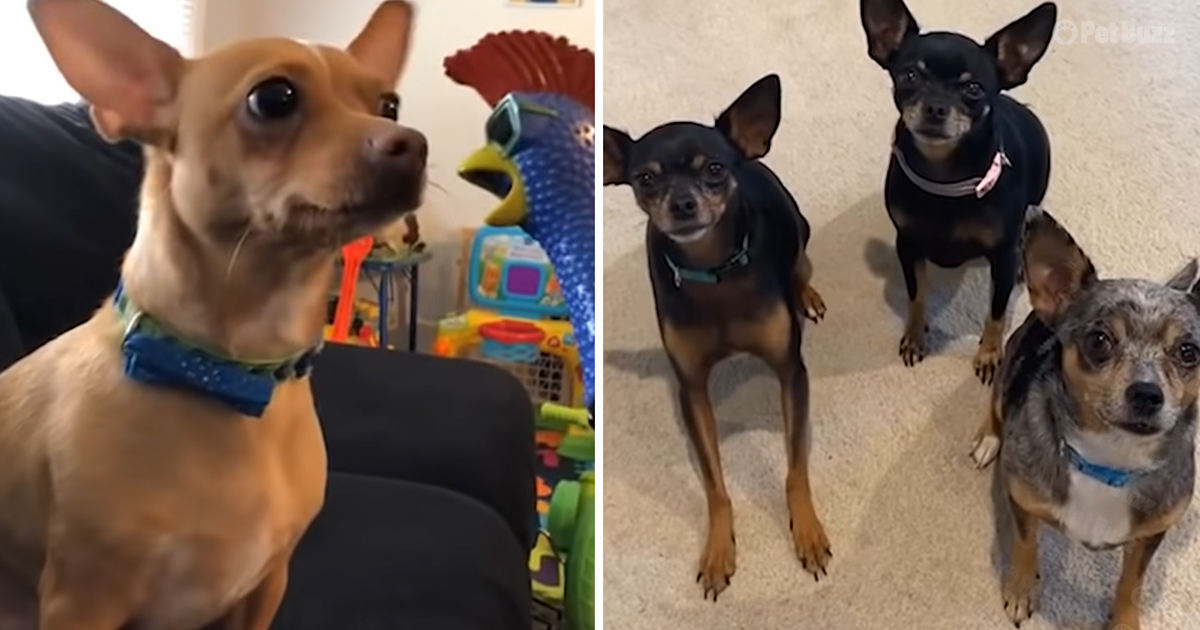 Chihuahuas
