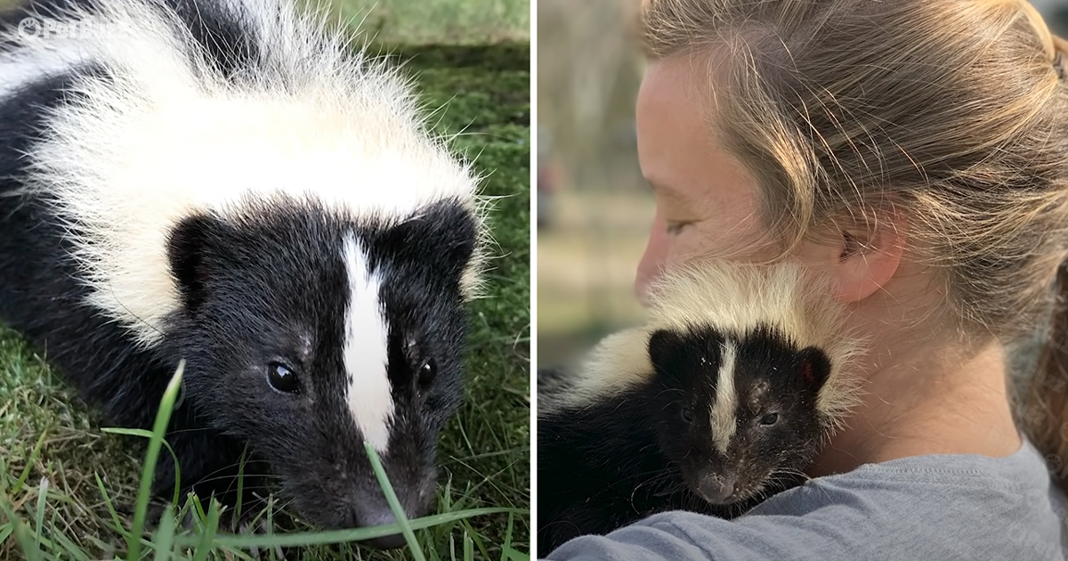 Woman raises skunk as her own baby