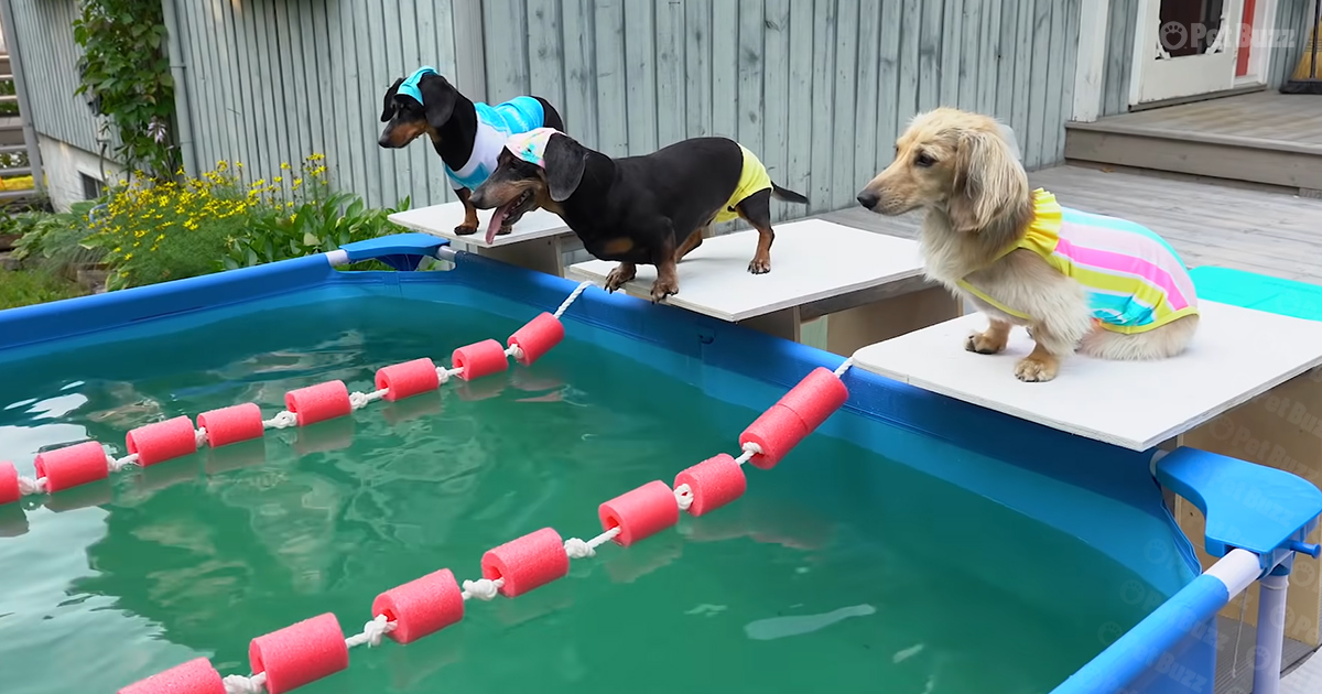 Dachshund - 'Weinerlympics'