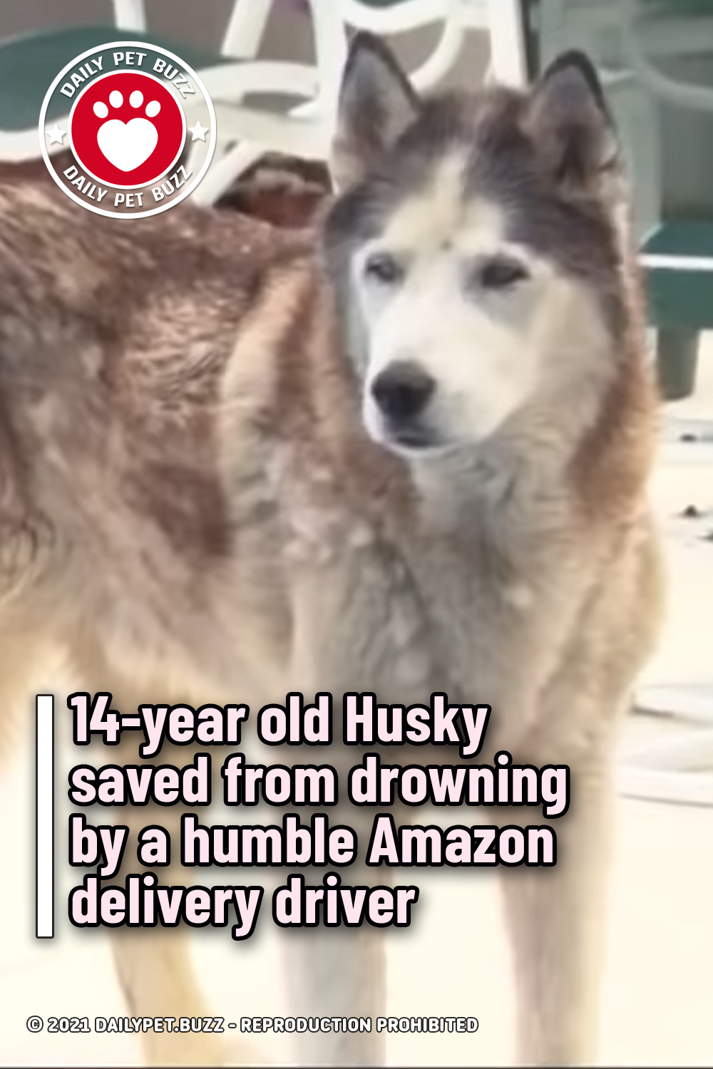 14-year old Husky saved from drowning by a humble Amazon delivery driver