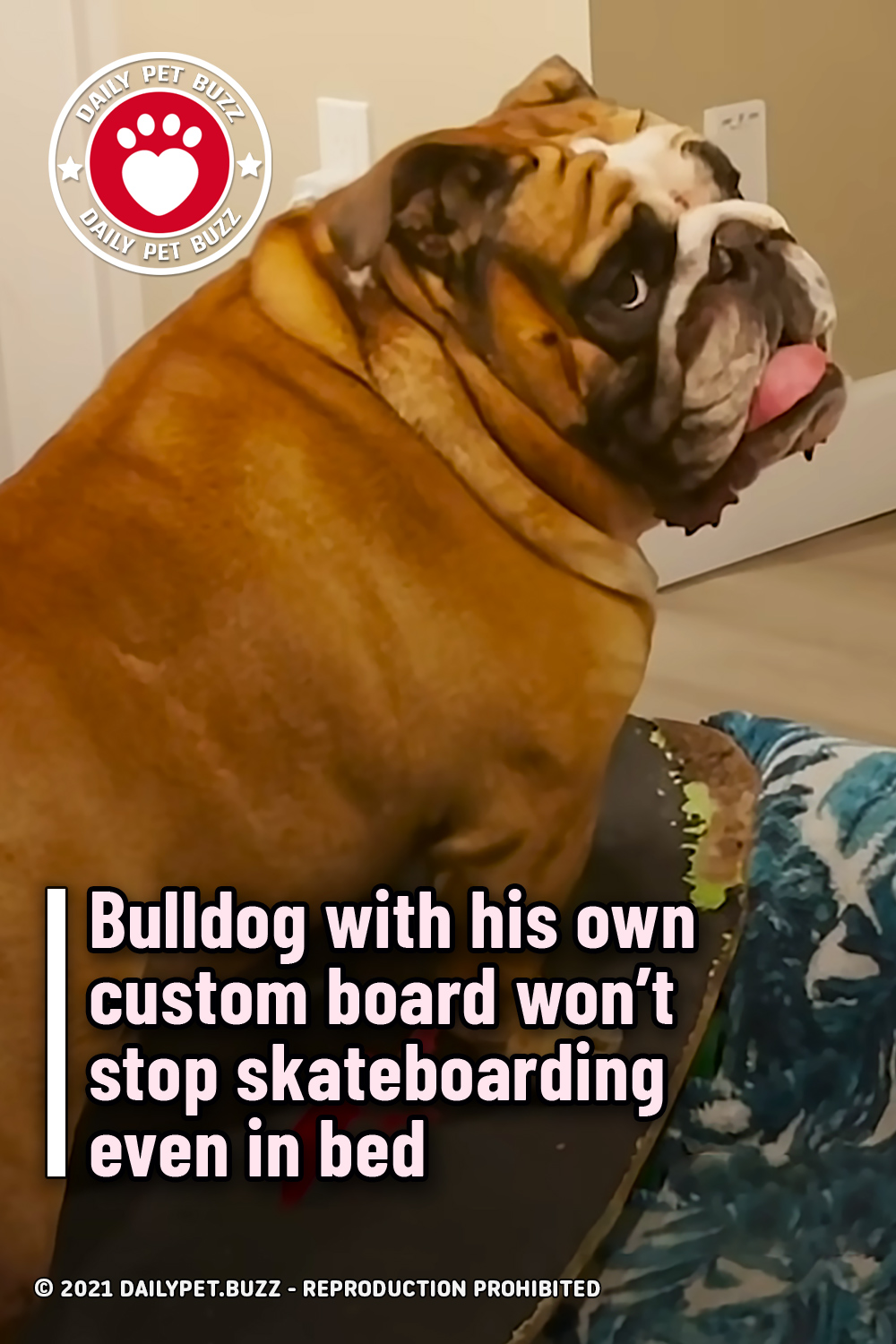Bulldog with his own custom board won’t stop skateboarding even in bed