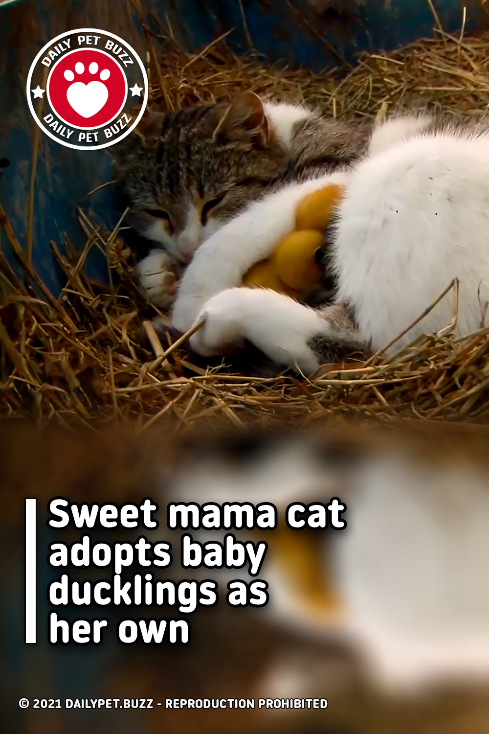 Sweet mama cat adopts baby ducklings as her own