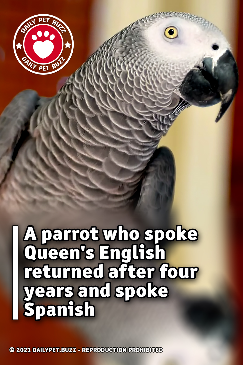 A parrot who spoke Queen\'s English returned after four years and spoke Spanish