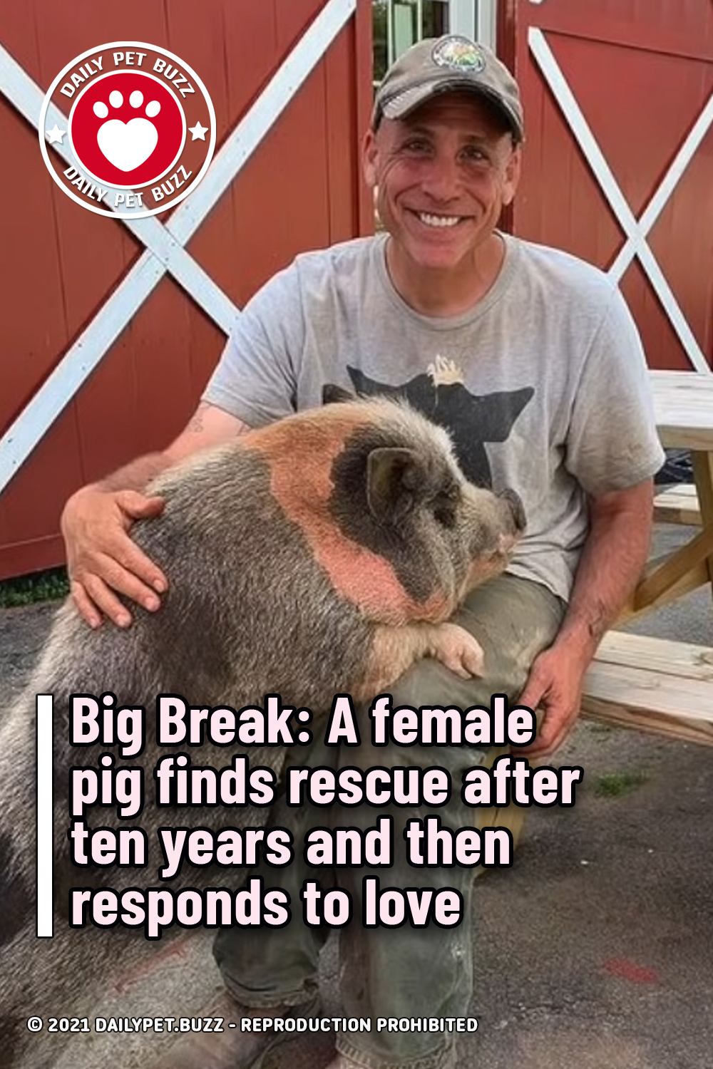Big Break: A female pig finds rescue after ten years and then responds to love