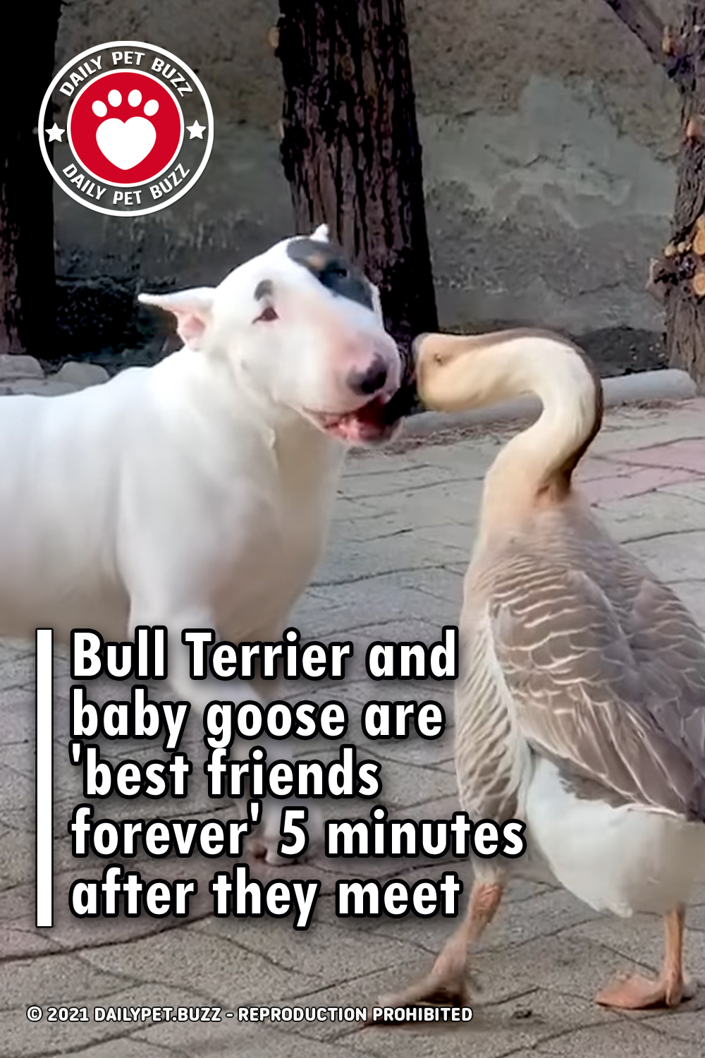 Bull Terrier and baby goose are \'best friends forever\' 5 minutes after they meet