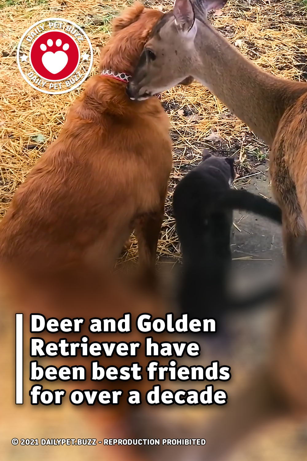 Deer and Golden Retriever have been best friends for over a decade