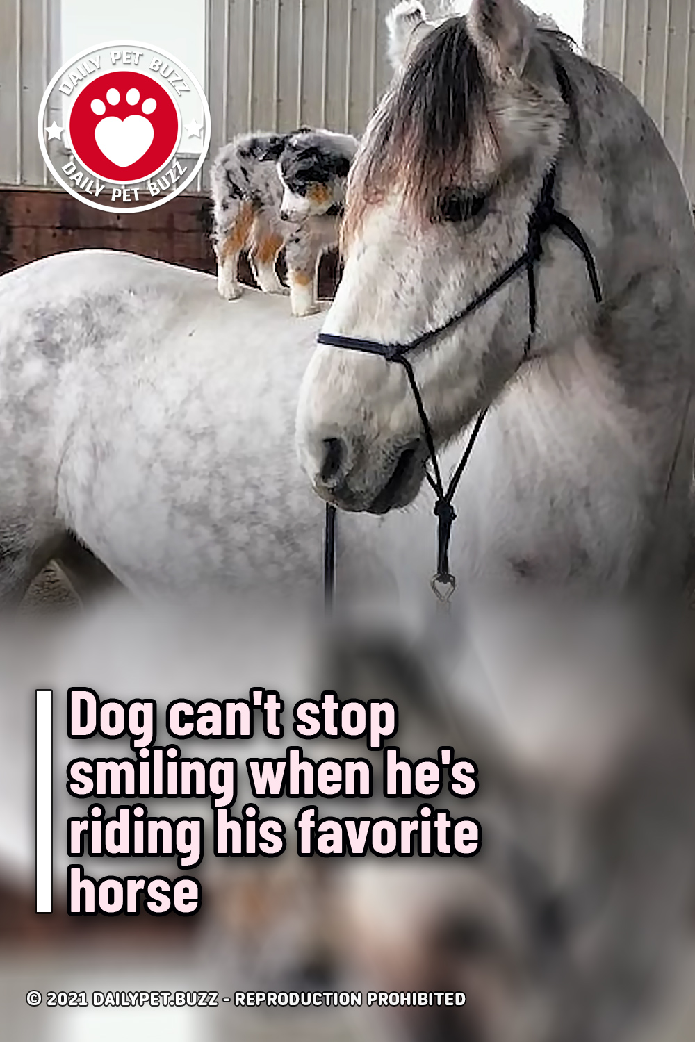 Dog can\'t stop smiling when he\'s riding his favorite horse