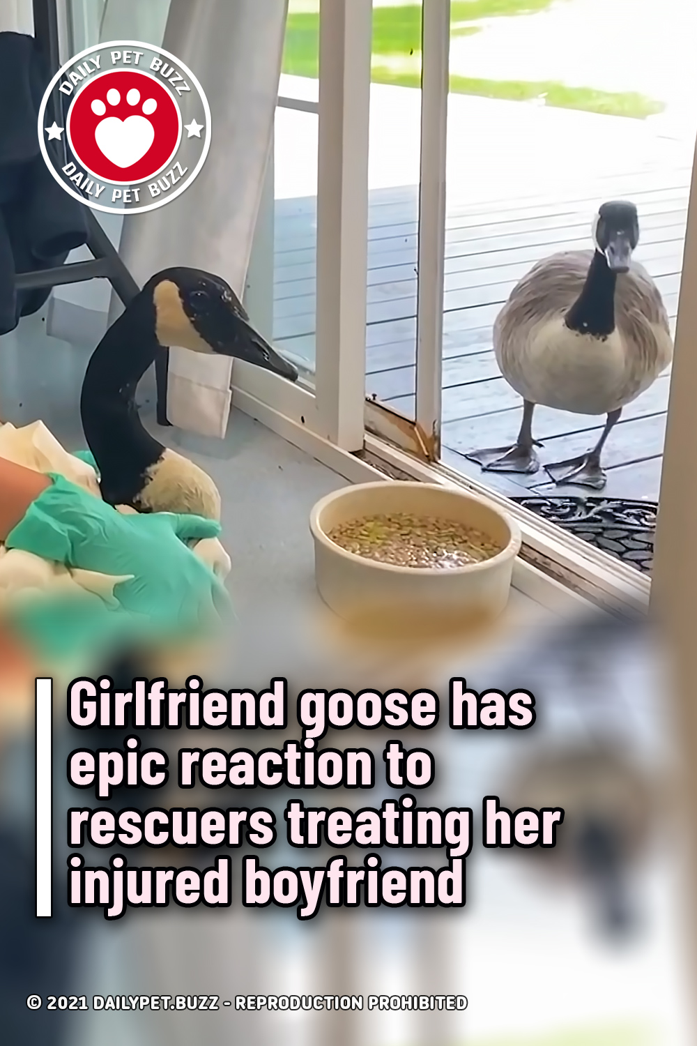 Girlfriend goose has epic reaction to rescuers treating her injured boyfriend