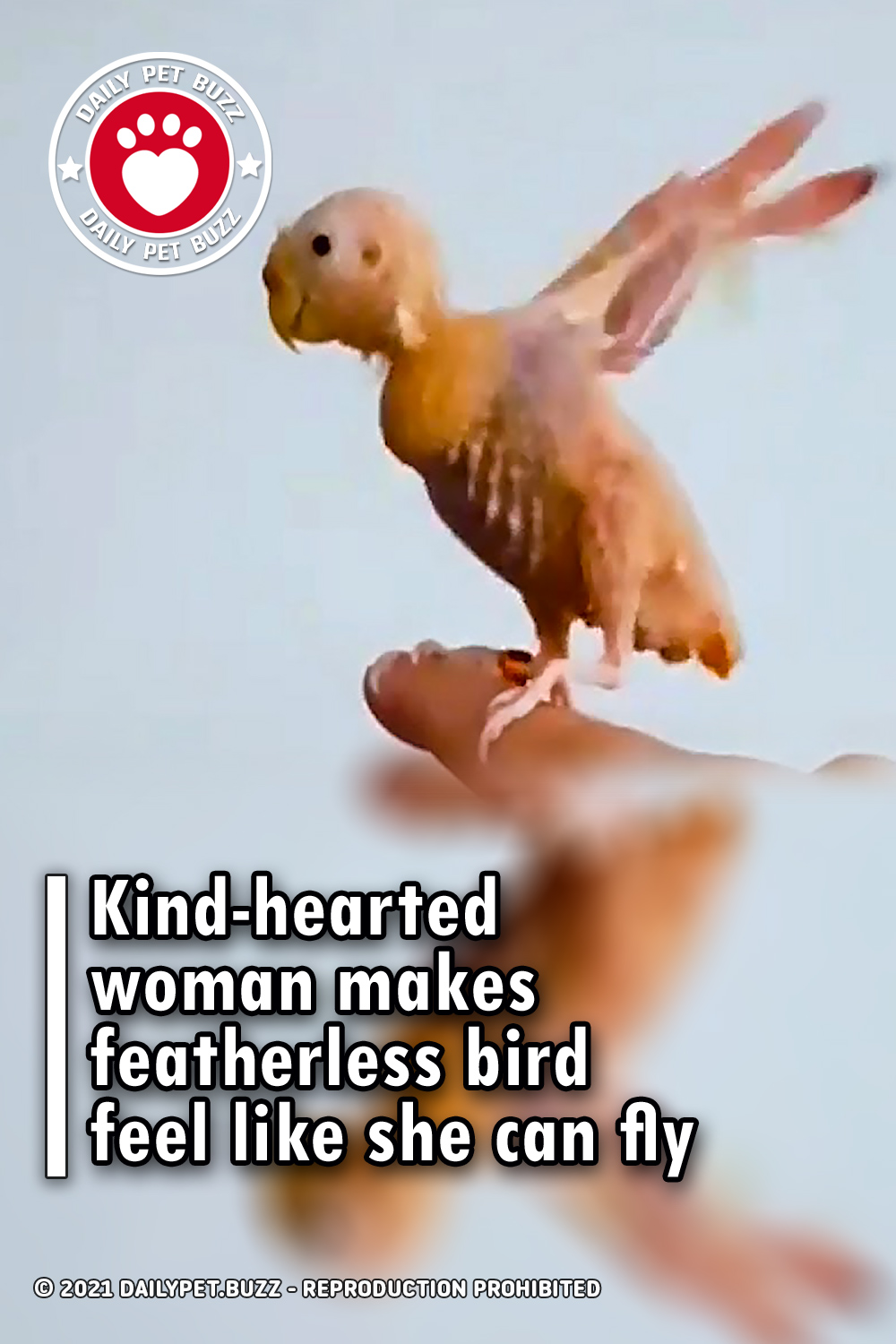 Kind-hearted woman makes featherless bird feel like she can fly