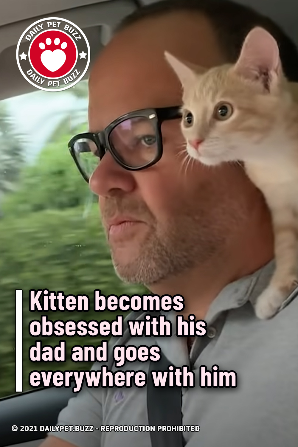 Kitten becomes obsessed with his dad and goes everywhere with him