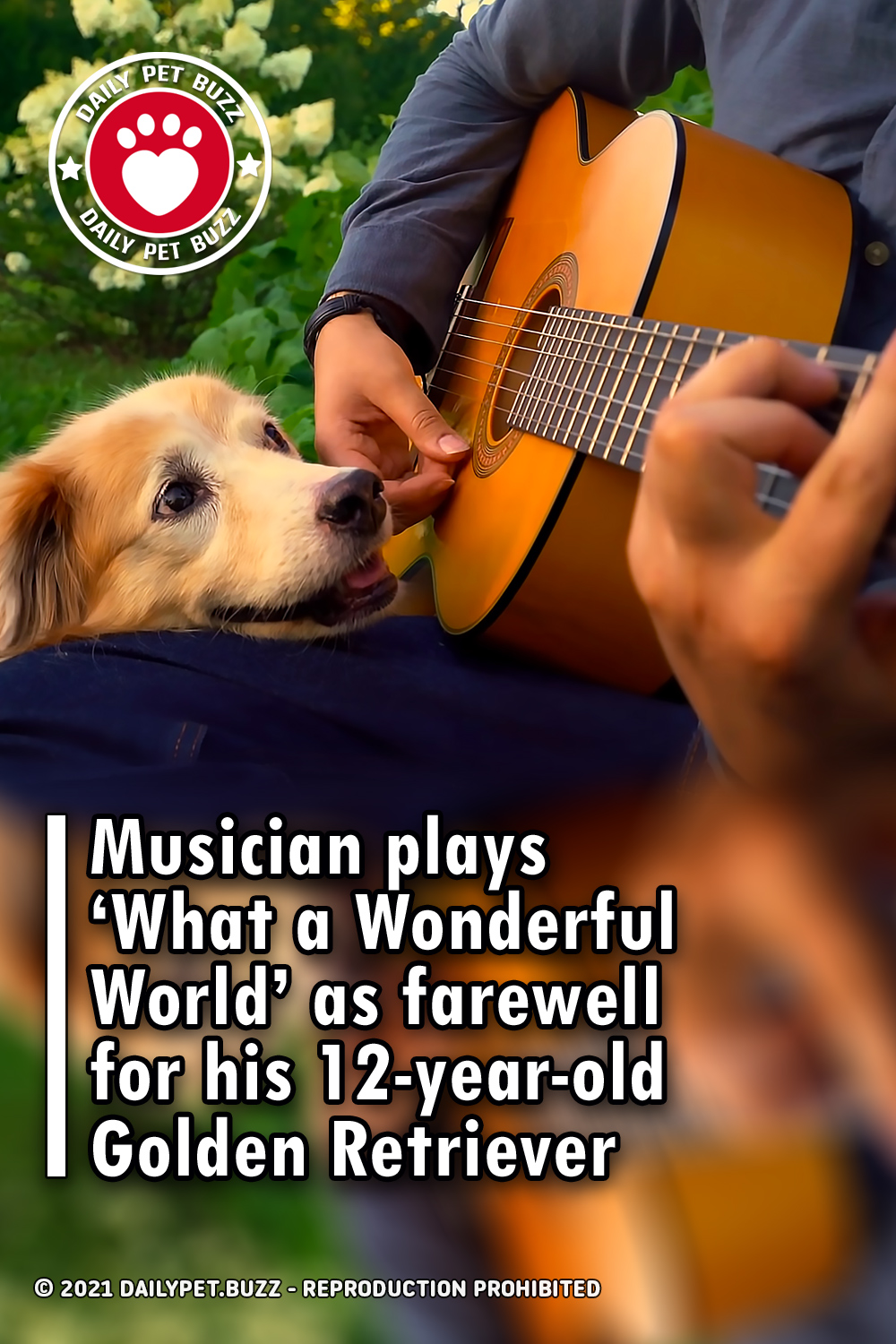 Musician plays ‘What a Wonderful World’ as farewell for his 12-year-old Golden Retriever