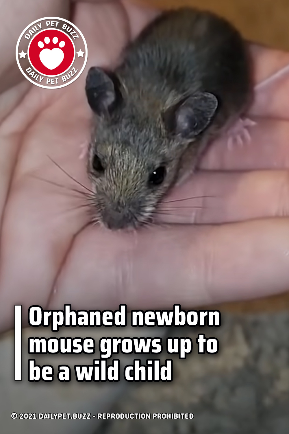 Orphaned newborn mouse grows up to be a wild child