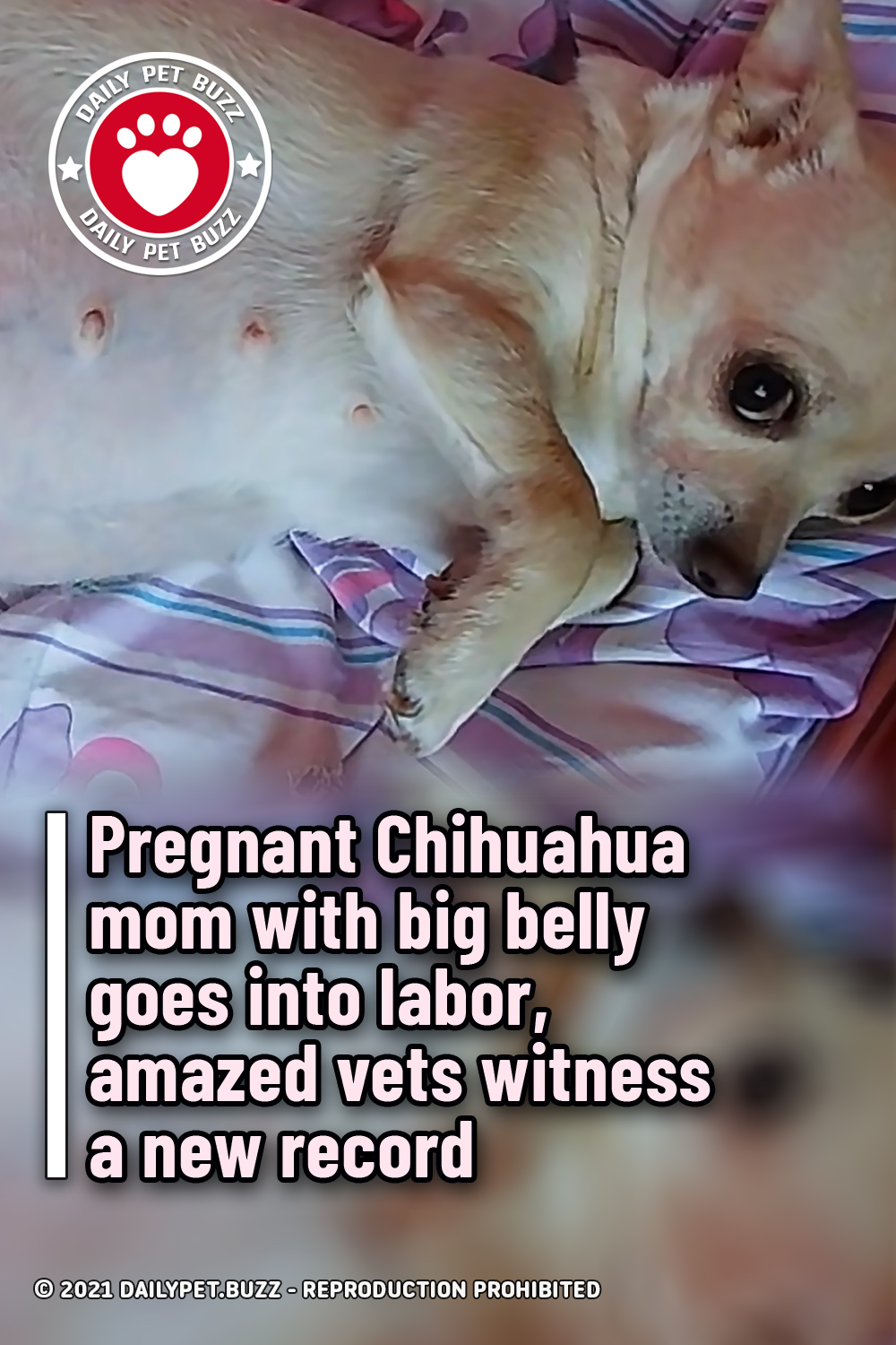 Pregnant Chihuahua mom with big belly goes into labor, amazed vets witness a new record