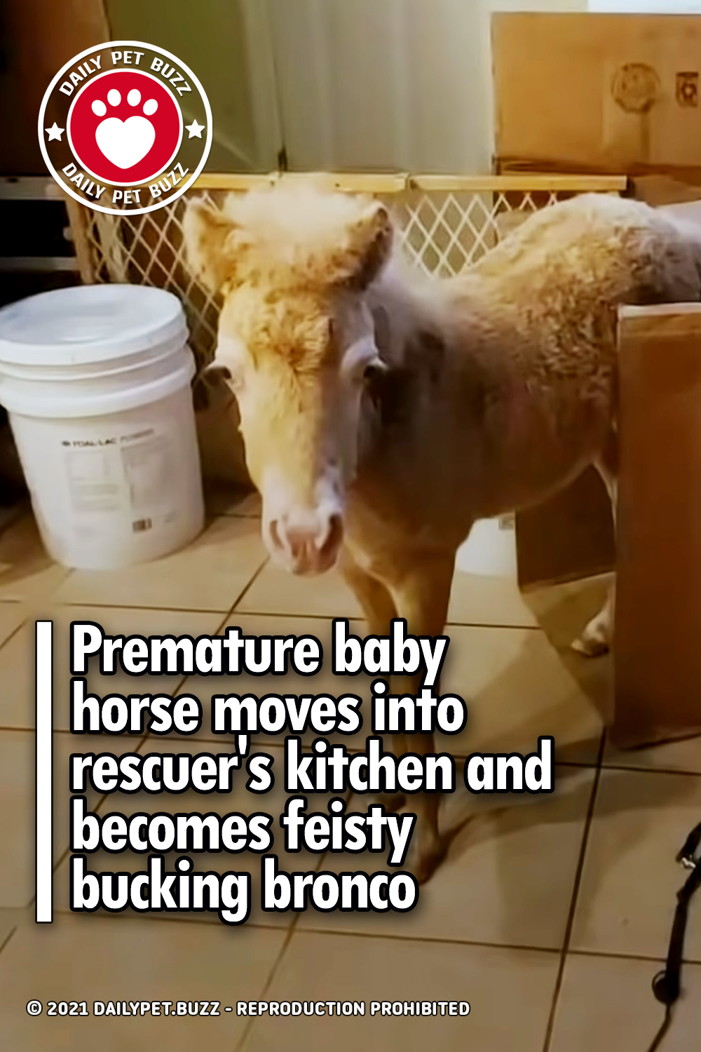 Premature baby horse moves into rescuer\'s kitchen and becomes feisty bucking bronco