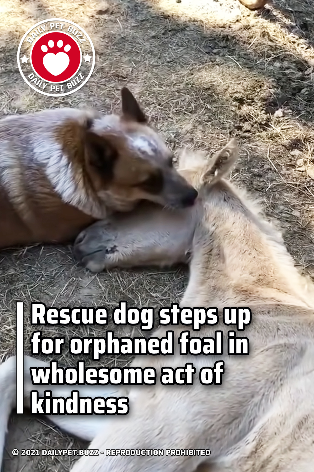 Rescue dog steps up for orphaned foal in wholesome act of kindness
