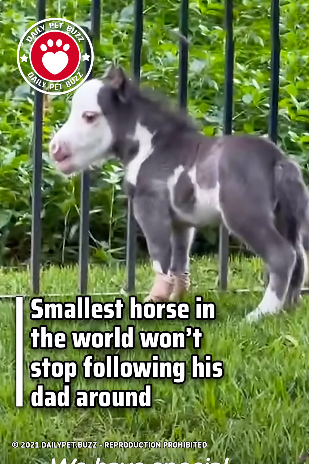 Smallest horse in the world won’t stop following his dad around