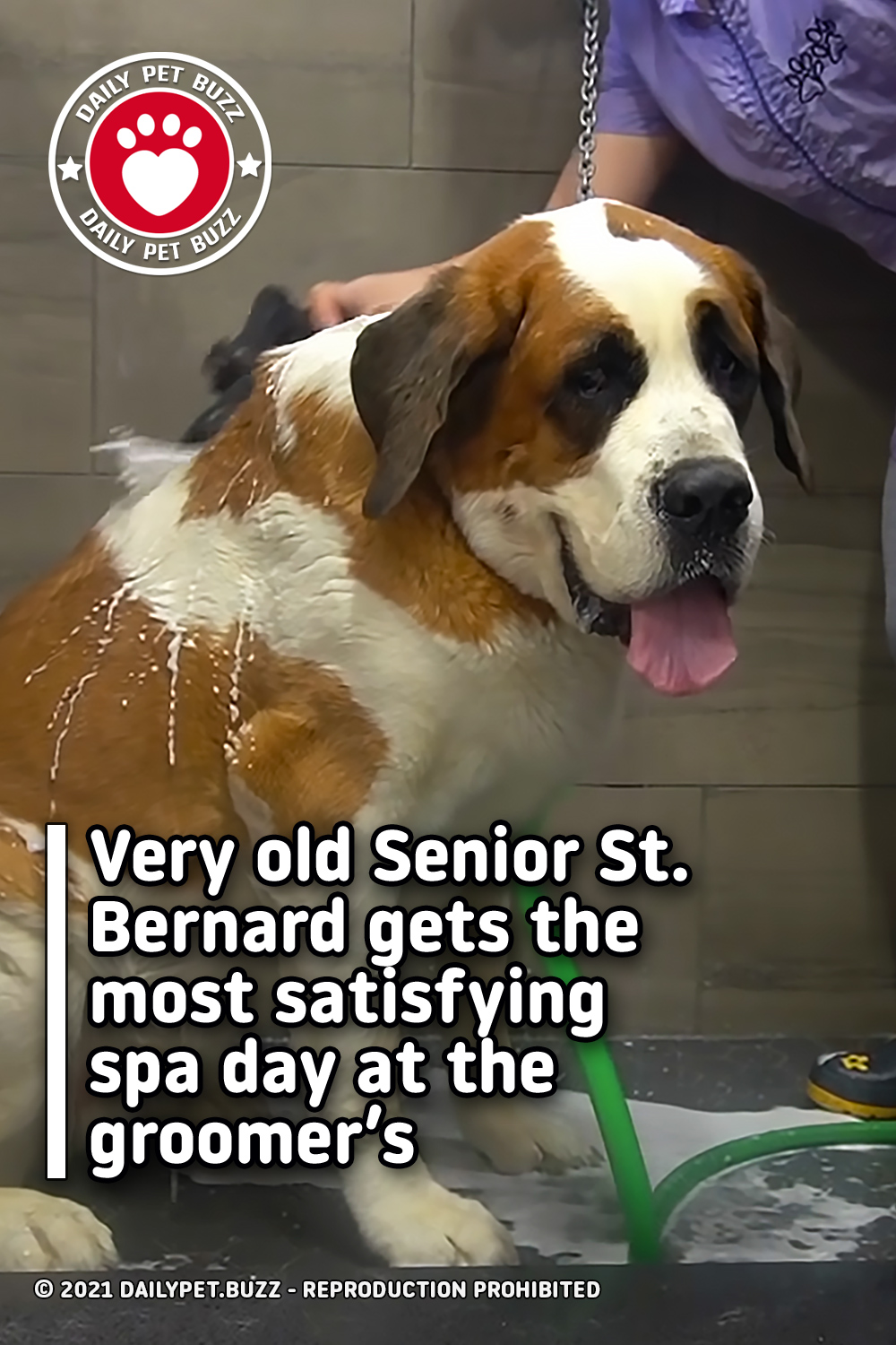 Very old Senior St. Bernard gets the most satisfying spa day at the groomer’s