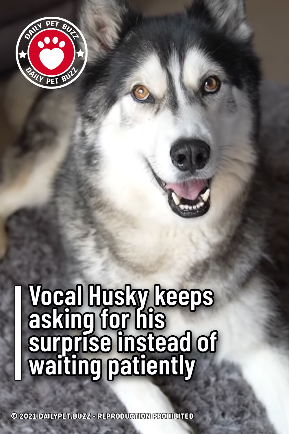 Vocal Husky keeps asking for his surprise instead of waiting patiently