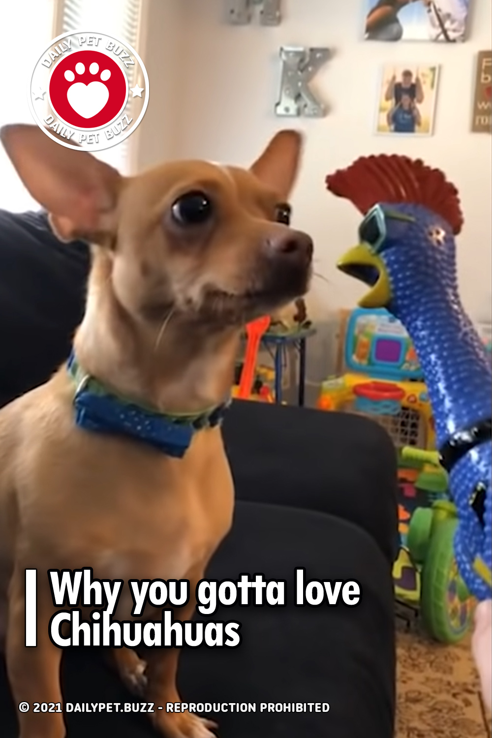 Why you gotta love Chihuahuas