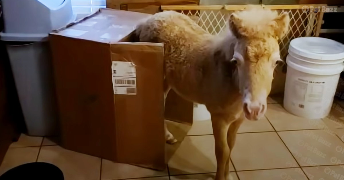 baby horse