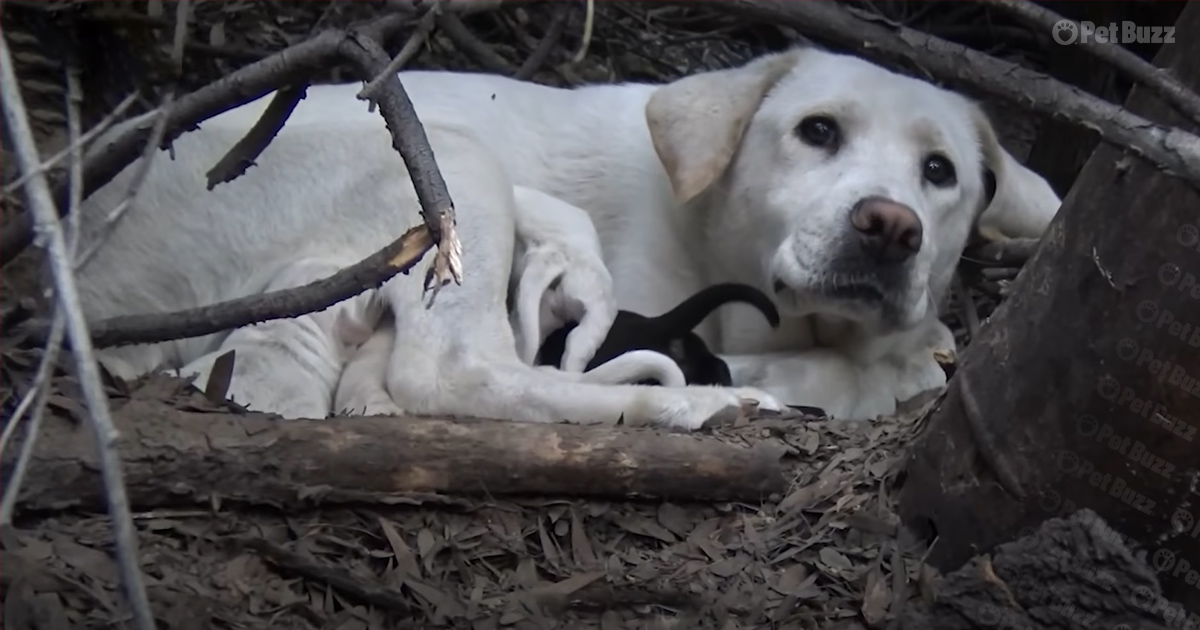 Labrador mom with 7 newborn puppies
