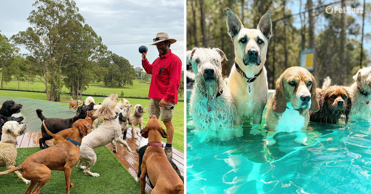 Dogs playing at dogs daycare farm