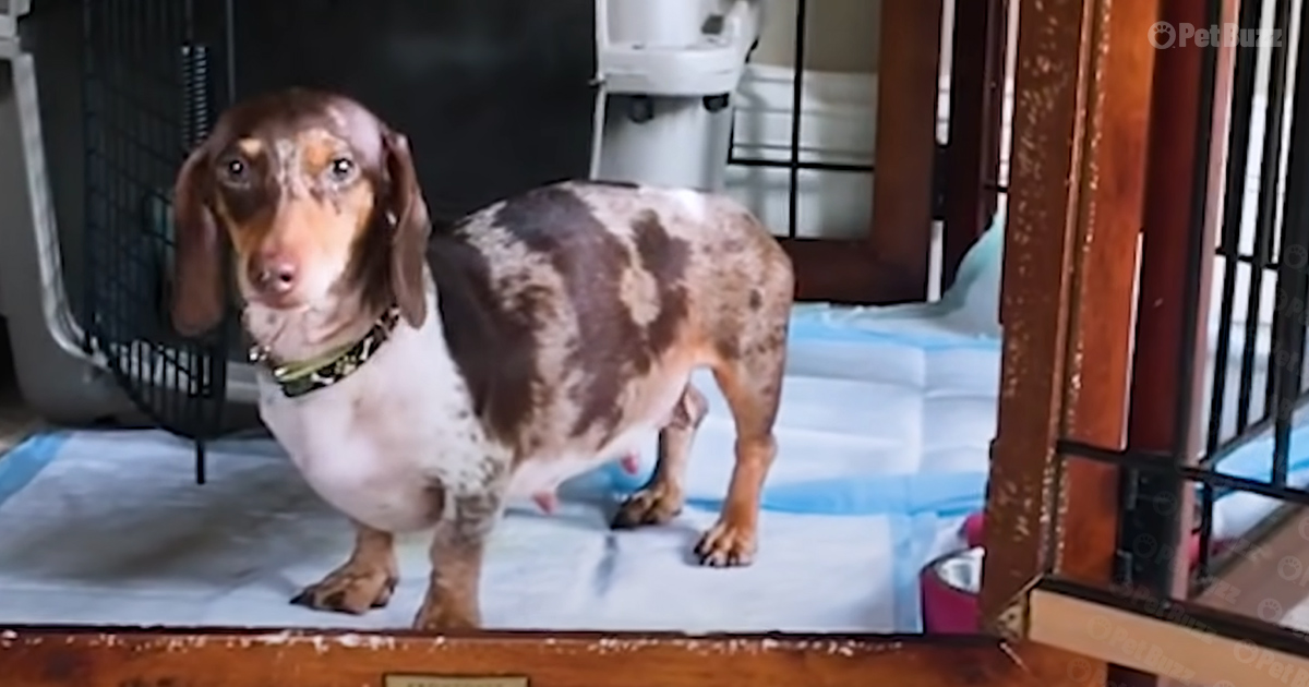 Pregnant mama Dachshund