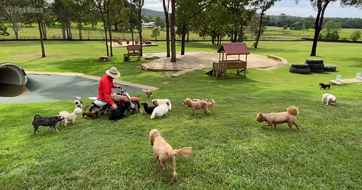 Biggest Small Dog Day at the farm