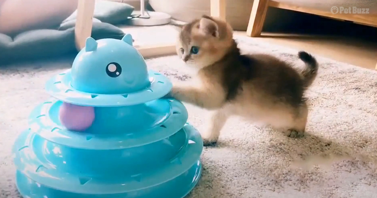 The best cat toy
